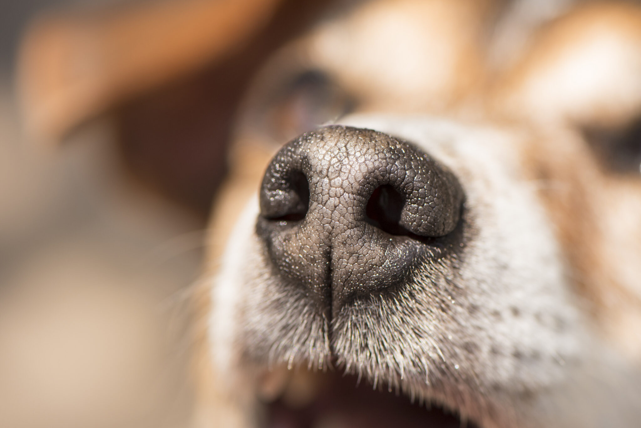 suchy nos u psa veterinar kosice